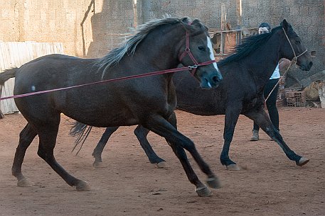 Brasil | Pferde von Claudio Baechler