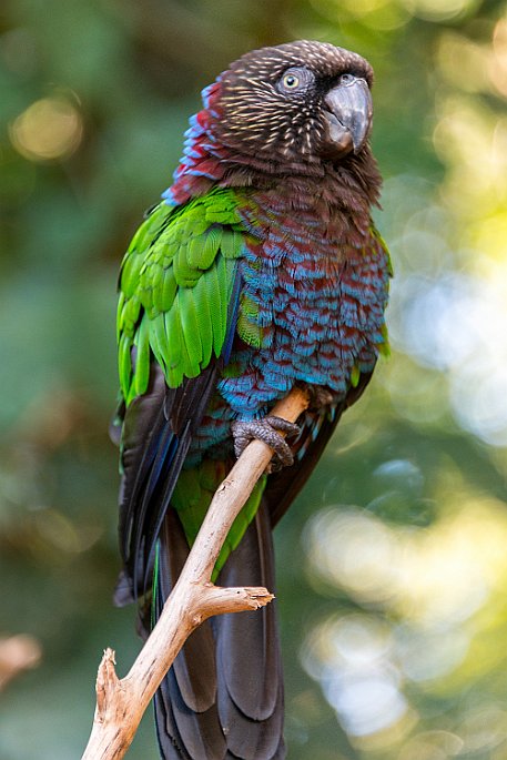 Brasil | Iguasu - Parque das Aves