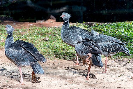 Brasil | Iguasu - Parque das Aves