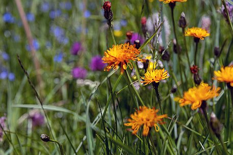 Dolomiten_20220620_19