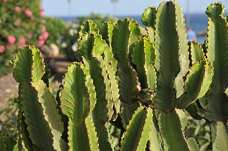 Lanzarote Strand Playa Blanca