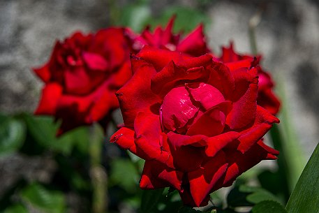 Schloss Heidegg | Rosengarten