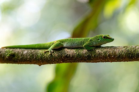 Grosser Madagaskar-Taggecko (Phelsuma madagascariensis grandis)
